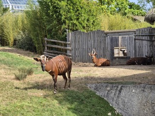 Rencontre avec ces magnifiques bongos au repos, au ZooParc de Beauval