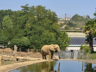 Un éléphant d'Afrique se désaltère tranquillement au bord du bassin, au ZooParc de Beauval
