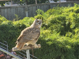 Un grand duc à quelques mètres des spectateurs, au ZooParc de Beauval