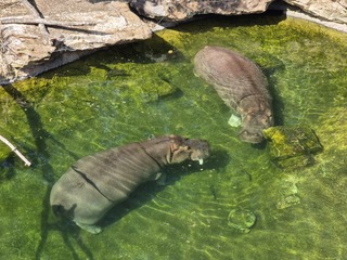 Bain de soleil aquatique pour des hippopotames, au ZooParc de Beauval