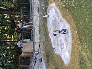 Bassin des manchots de Humboldt, au ZooParc de Beauval