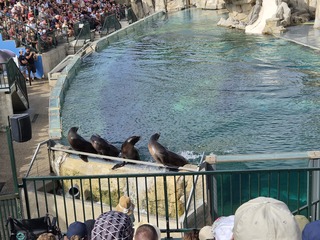 Les otaries en pleine démonstration devant un public conquis, au ZooParc de Beauval