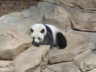 Impossible de visiter Beauval sans saluer ses célèbres pandas géants